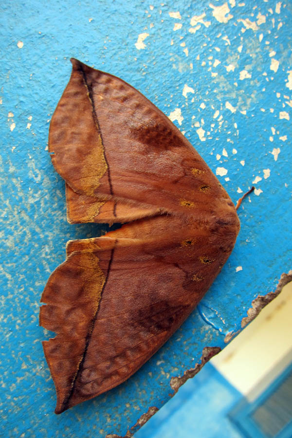 Big brown moth